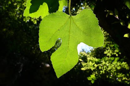 Zeleni list obasjan sunčevim zrakama u šumi. Svježe zeleno lišće u prirodi. Sunce sija kroz svježe zeleno lišće Vegetacija.