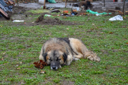 Pas leži na mokroj travi. Odrastao pas lutalica spava u blatu.