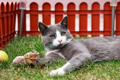 Mladi mačak Tommy pozira u bašti