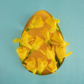 Svježi žuti cvjetovi narcisa u obliku jajeta iskruženog na svijetloplavom papiru. Uskrs, praznik, proljeće, koncept.