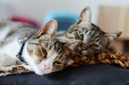 Mačke drijemaju na jastuku u stanu. Mačka i mačak leže.