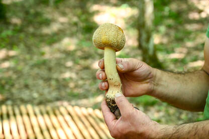 Čovjek drži svježe ubranu gljivu u rukama.