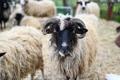 Stado domaćih ovaca na farmi. Ovce, ovnovi i jagnjad u štali. Obor za ovce na farmi u selu. Stočarstvo