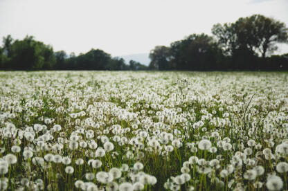 Cvjetovi maslačka na livadi. Pahuljasta cvjetovi i sjeme maslačka u polju. Cvijeće u polju.