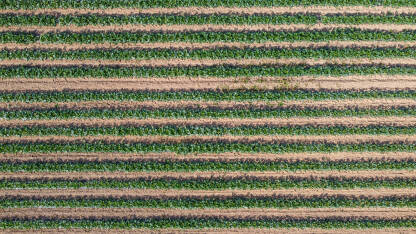 Tikvice rastu u redovima na navodnjavanom polju ljeti, snimak dronom. Nasadi mladih zelenih tikvica. Poljoprivreda.