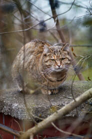 Tigrasta mačka sjedi na dimnjaku.