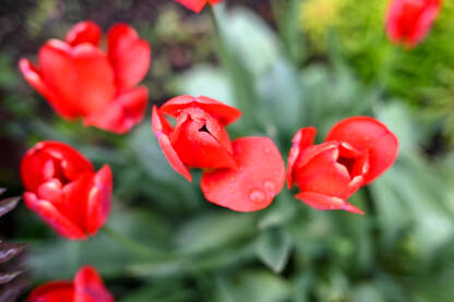 Tulipani cvjetaju u vrtu u proljeće. Crveno cvijeće. Cvjetni tulipani nakon kiše.