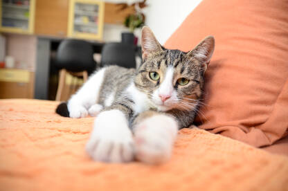 Mačka na kauču u stanu. Kućni ljubimci.