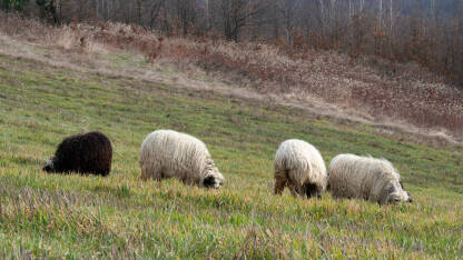 Stado ovaca pase travu na pašnjaku, ispaša domaćih životinja