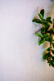 Crveno medvjeđe grožđe (lat. Arctostaphylos uva-ursi). Krupni plan