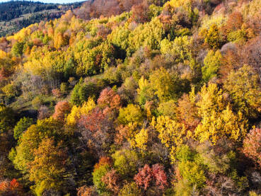 Boje jeseni u planini, snimak dronom. Šarena šuma na planinama u jesen. Prekrasna listopadna šuma, snimak odozgo.