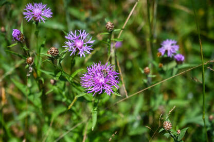 Crnoresa zečina cvjeta u polju. Centaurea nigra.