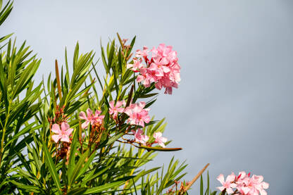 Oleander. Cvjetanje ružičastih cvjetova u proljeće.