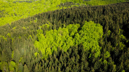 Zelena šuma na planini u rano proljeće, snimak dronom. Drveće raste u prirodi. Prekrasna listopadna i četinarska šuma.