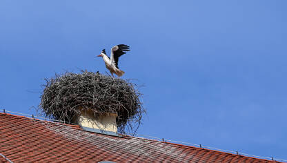 Roda u gnijezdu savijenom na krovu kuće.