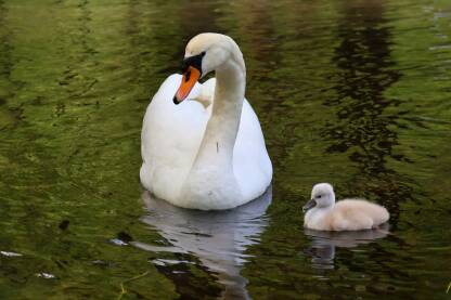 Labud u vodi sa mladunčetom