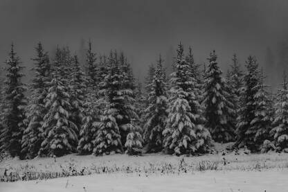 Stabla jele u magli i snijegu na planini Vlašić, crno-bijelo