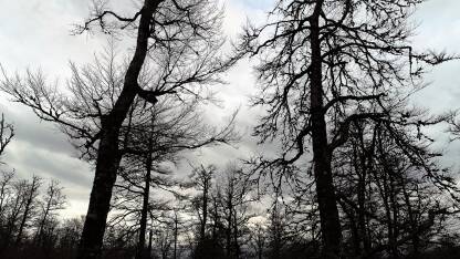 Prizori šume sa i oko planine Bitovnje.