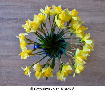 Buket žutih narcisa u vazi na drvenom stolu. Svježe ubrano cvijeće.