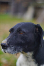 Portret psa iz profila, crno bijeli pas