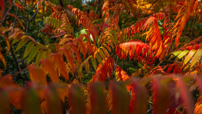Jesenje boje u prirodi