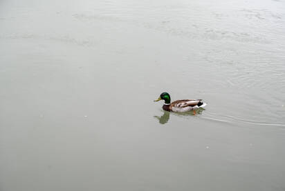 Divlja patka pliva u mutnoj vodi.
