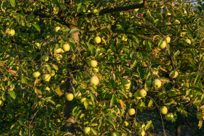 Jabuke rastu na drvetu u voćnjaku. Zrele jabuke na drvetu spremne za berbu. Voće.