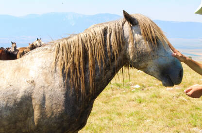 Livanjski divlji konji su konji koji žive na visoravni Krugu, na predjelu od Koričina do Borove glave u Livnu u Bosni i Hercegovini.