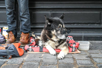 Pas nosi naočale za sunce na ulici. Ulični zabavljač sa svojim slatkim psom u gradu. Ulični zabavljač i haski.