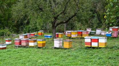 Košnice sa pčelama u voćnjaku. Pčelarstvo. Šarene košnice u prirodi. Proizvodnja meda.