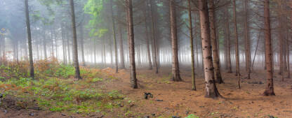 Panorama velike rezolucije snimljena u mladoj jelovoj šumi u jutarnjoj izmaglici.