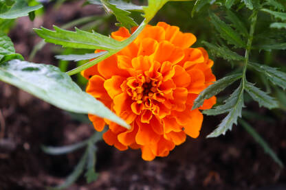 Narandžasti cvijet u vrtu