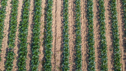 Biljka tikvica raste u redovima na navodnjavanom polju ljeti, snimak dronom. Nasadi mladih zelenih tikvica. Poljoprivreda.