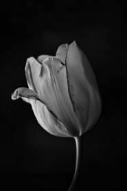 Cvijeće kao što su Lale imaju tu karakteristiku da sjajno izgledaju i u crno bijeloj varijanti.