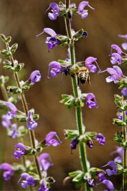 Livadna kadulja (Salvia pratensis). Livadna kadulja (Salvia pratensis). Oprašuju ih i kukci i ptice. Cvjetovi mnogih usnatica sadrže eterična ulja i imaju aromatičan miris.