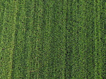 Polje kukuruza tokom zalasku sunca. Snimak dronom na polje kukuruza. Poljoprivreda.