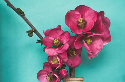 Cijetovi japanske dunje na zelenoj podlozi