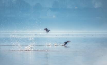 Borba galeba i kormorana za hranu na Jezeru.