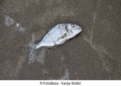 Mrtva riba na pijesku. More izbacilo mrtvu ribu na obalu. Globalno zagrijavanje i zagađenje ubijaju životinje.
