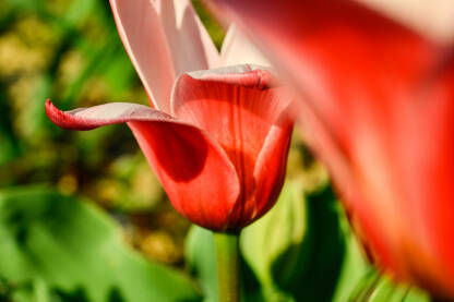 Crveni tulipan makro fokus