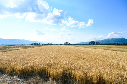 Polje na kojem raste žito. Klasje pšenice spremno za žetvu. Poljoprivreda. Livanjsko polje, BiH.