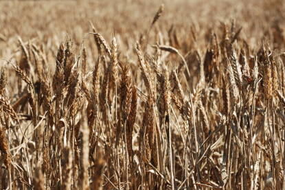 Suša uništila usjeve. Polje pšenice tokom sušne sezone. Suho ljeto i klima je uništila usjeve i žetvu. Osušeno žito na polju utokom vrelog ljeta. Klimatske promjene i globalno zatopljenje.