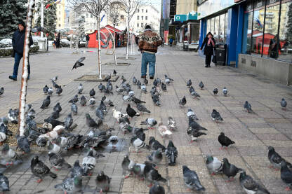 Grupa golubova prati beskućnika na ulici.