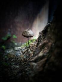 Gljiva, nije jestiva jako mala ali fotogenična. Fotka nastala u bašti pored panja posječenog drveta.
