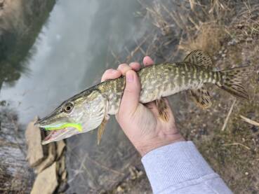 Štuka je riba iz porodice Esocidae. Ima vretenasto tijelo i veliki je grabežljivac. To njegovo vretenasto tijelo završava karakterističnom glavom, širokom i spljoštenom, u obliku pačjeg kljuna.