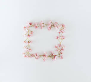 Okvir od cvjetova japanske trešnje na bijeloj pozadini.