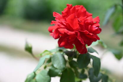 Crvena ruža u vrtu.