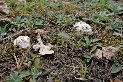 Blagva je u ranoj mladosti obavijena u debeo, mesnat bijeli ovoj. Blagva je  jestiva gljiva.