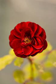 Crveni cvijet u bašti