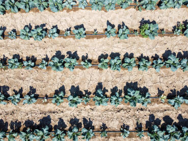 Kupus u polju. Zeleni i svježi listovi kupusa koji raste na navodnjavanom polju, snimak dronom. Organski kupus spreman za berbu.